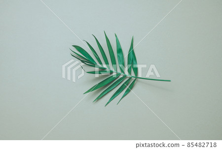 green leaf of palm tree on a gray background. View from above, copy space green leaf of palm tree on a gray background. View from above, copy space 85482718