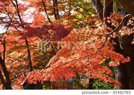 公園的秋葉 公園的秋葉 85482765