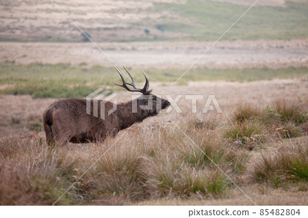 Deer on Sri Lanka Deer on Sri Lanka 85482804