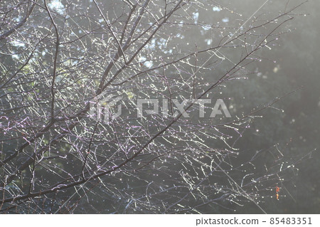 Drops of water on the tip of a twig on a foggy morning Drops of water on the tip of a twig on a foggy morning 85483351