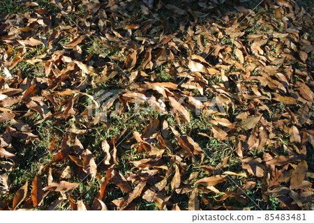 Quercus acutissima 葉子落在公園的草地上 85483481