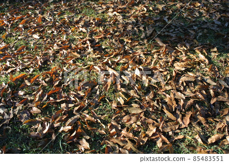 Quercus acutissima 葉子落在公園的草地上 Quercus acutissima 葉子落在公園的草地上 85483551