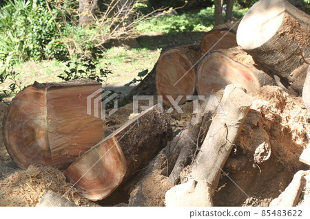 巨大的櫸樹被砍成柴火 85483622