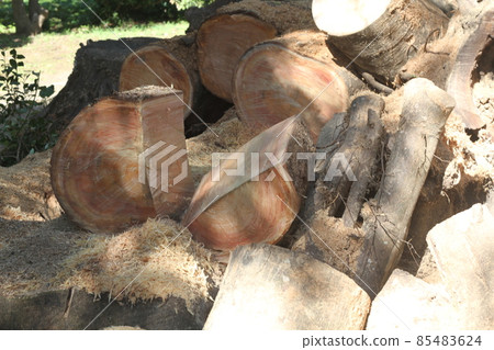 Giant zelkova tree cut to make firewood 85483624