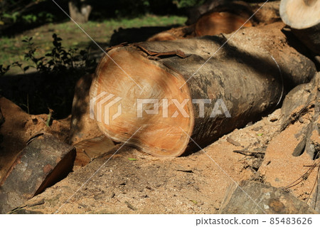 Giant zelkova tree cut to make firewood 85483626