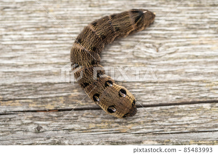 Close up of a brown earthworm 85483993