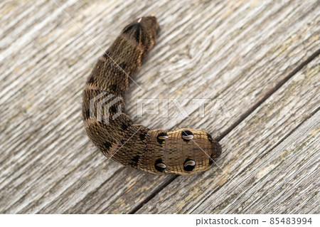 Close up of a brown earthworm Close up of a brown earthworm 85483994