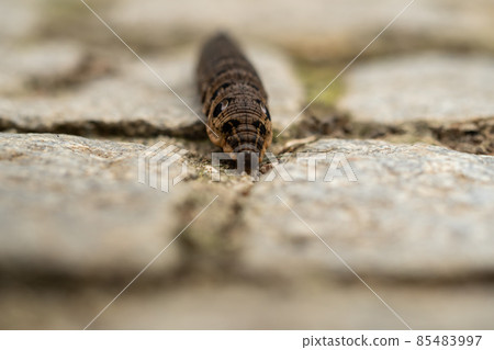 Close up of a brown earthworm 85483997