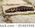 Close up of a brown earthworm 85483998