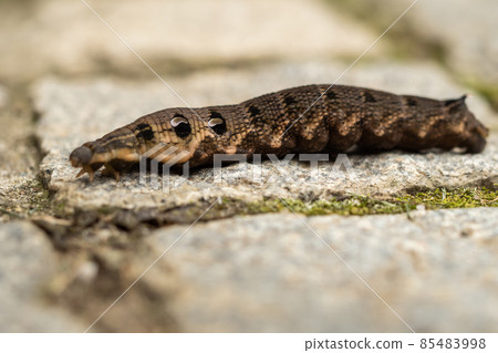 Close up of a brown earthworm Close up of a brown earthworm 85483998