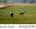 Two storks run across the green meadow 85483999