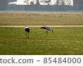 Two storks run across the green meadow 85484000