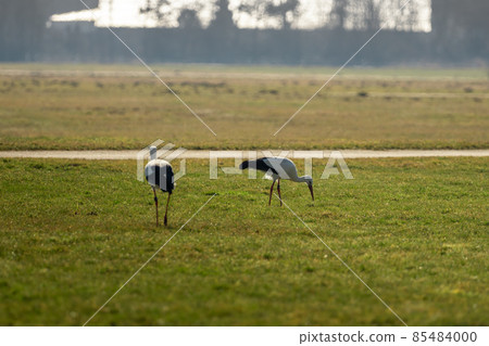 Two storks run across the green meadow Two storks run across the green meadow 85484000