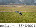 Two storks run across the green meadow 85484001