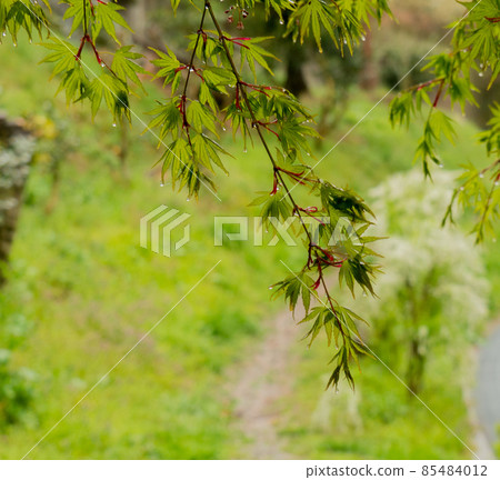 春天的小雨，清新的綠色，藍色的秋葉 85484012