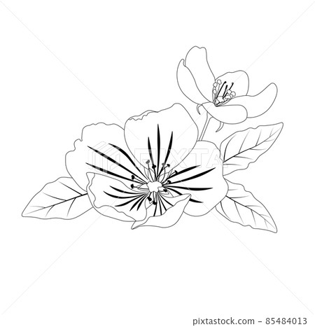 Apple tree flowers coloring book. Vector stock illustration. isolated on a white background. Monochrome black and white cherry tree. 85484013
