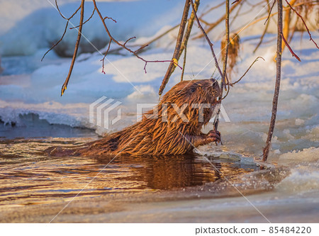Beaver Eating branch at cold and sunny winter day Beaver Eating branch at cold and sunny winter day 85484220