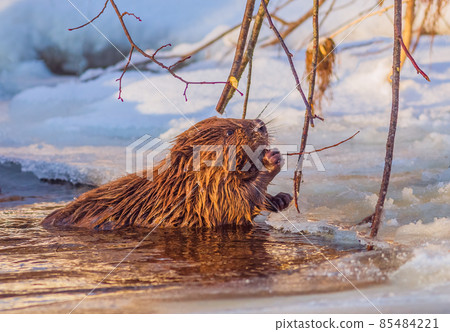 Beaver Eating branch at cold and sunny winter day Beaver Eating branch at cold and sunny winter day 85484221