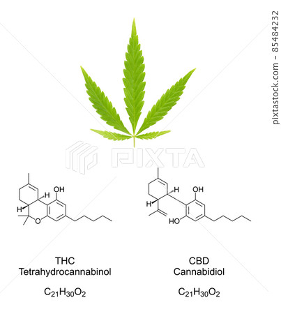 Cannabis fan leaf with chemical formulas of the cannabinoids THC and CBD. Fresh green hemp leaf and chemical structures of tetrahydrocannabinol and cannabidiol, used as drug, tea and in folk medicine. Cannabis fan leaf with chemical formulas of the cannabinoids THC and CBD. Fresh green hemp leaf and chemical structures of tetrahydrocannabinol and cannabidiol, used as drug, tea and in folk medicine. 85484232