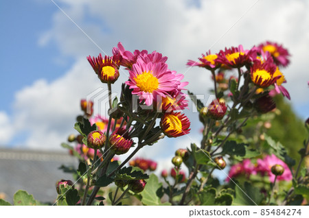 Red-purple small chrysanthemum 85484274