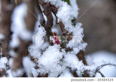 Snow on peony buds Snow on peony buds 85484324