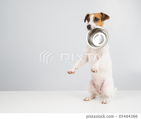Hungry jack russell terrier holding an empty bowl on a white background. The dog asks for food. Hungry jack russell terrier holding an empty bowl on a white background. The dog asks for food. 85484366