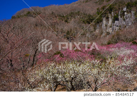 湯河原梅林(幕山公園) 湯河原梅林(幕山公園) 85484517