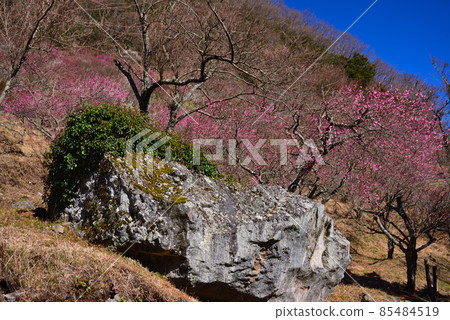 湯河原梅林(幕山公園) 湯河原梅林(幕山公園) 85484519