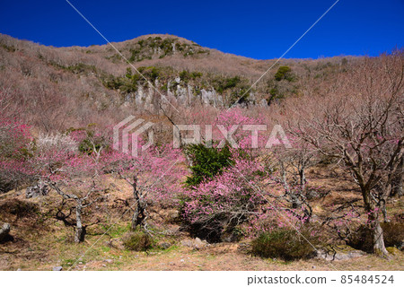湯河原梅林（幕山公園） 85484524