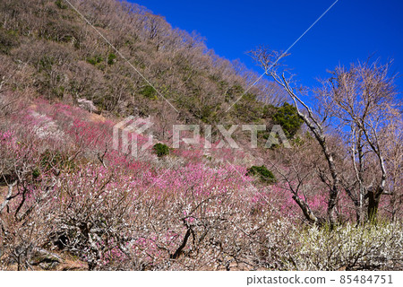 湯河原梅林（幕山公園） 85484751