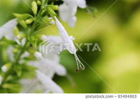 淋雨丹參 85484803