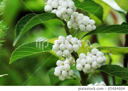 被雨淋濕的白色水果小紫色 被雨淋濕的白色水果小紫色 85484804