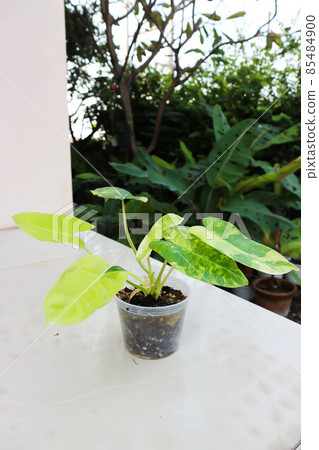 Philodendron Burle Marx Variegated, Philodendron or ARACEAE 85484900