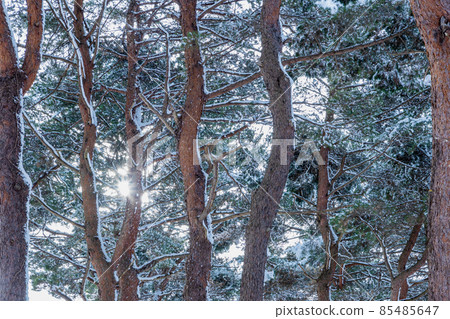 A pine forest with a snowy landscape 85485647