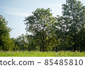 Close up of wild flowers in a meadow, blue sky 85485810