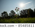 Close up of wild flowers in a meadow, blue sky 85485811