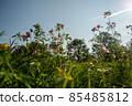 Close up of wild flowers in a meadow, blue sky 85485812