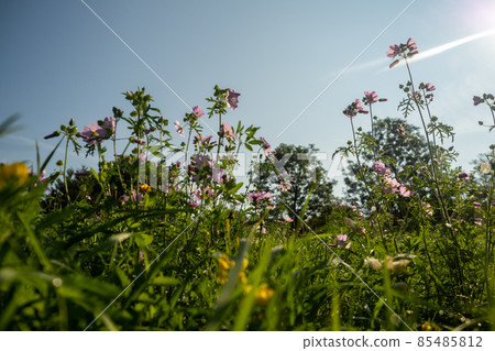 Close up of wild flowers in a meadow, blue sky 85485812
