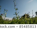 Close up of wild flowers in a meadow, blue sky 85485813