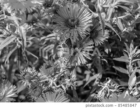 Photography to theme beautiful black butterfly Monarch Photography to theme beautiful black butterfly Monarch 85485847
