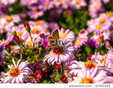 Photography to theme beautiful black butterfly Monarch 85485848