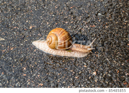 Big garden snail in shell crawling on wet road 85485855