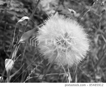 Beautiful fluffy blooming flower dandelion on dark background Beautiful fluffy blooming flower dandelion on dark background 85485912