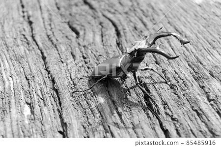 Male stag beetle with long and sharp jaws in wild forest 85485916