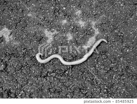 Red earthworm it live bait for fishing isolated on dark background Red earthworm it live bait for fishing isolated on dark background 85485925