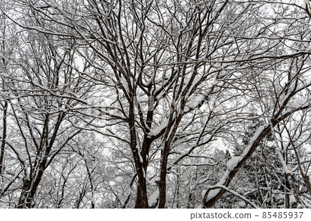 Snowy winter forest / forest (winter forest / forest image) 85485937