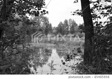 Beautiful grass swamp reed growing on shore reservoir Beautiful grass swamp reed growing on shore reservoir 85485938