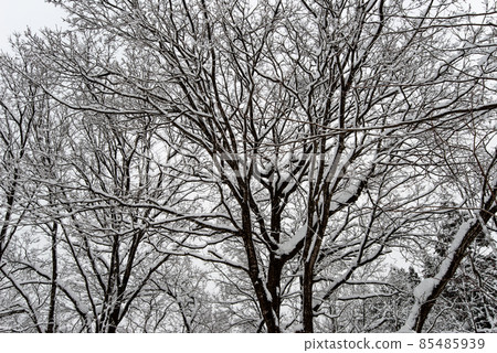 Snowy winter forest / forest (winter forest / forest image) 85485939