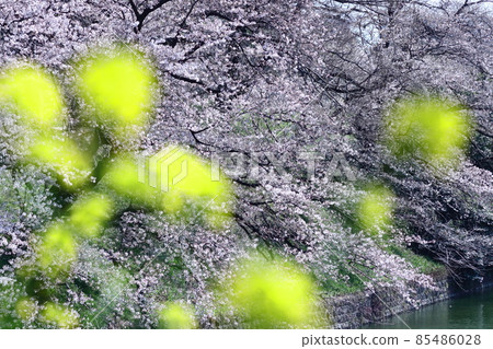 Spring in full bloom 85486028