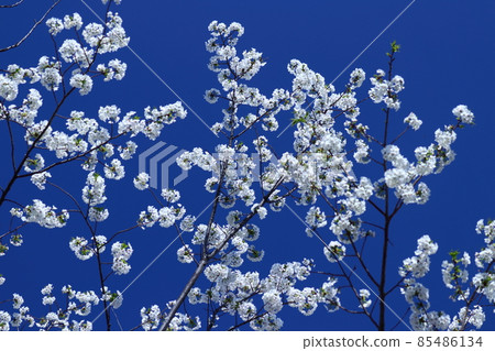 春天盛開 85486134